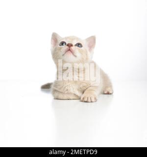 Croce birmano cucciolo di razza Foto Stock