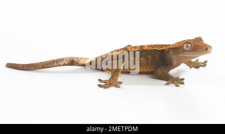 Crested Gecko (Correlophus ciliatus), la colorazione di Arlecchino Foto Stock