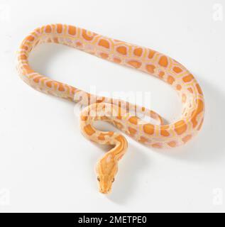 Albino Burmese Python (bivittatus Python), 8 settimane maschi Foto Stock