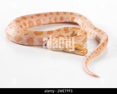 Albino Burmese Python (bivittatus Python), 8 settimane maschi Foto Stock