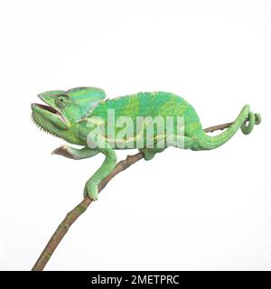 Yemen Chameleon, velata Chameleon (Chamaeleo calyptratus) Foto Stock