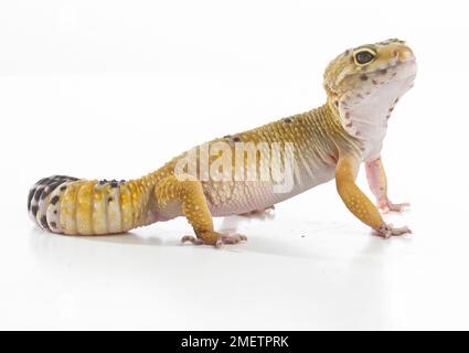 Leopard Gecko (Eublepharis macularius), 2-anno-vecchio maschio Foto Stock