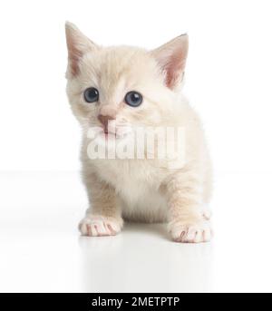 Croce birmano cucciolo di razza Foto Stock