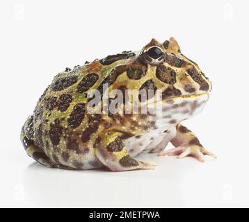 Argentina Rana cornuta, ornato di rana cornuta o Pacman Frog (Ceratophrys ornata) Foto Stock