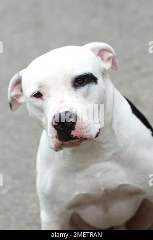 Un Pitbull American Stanford - animale domestico per cani adulti. Foto Stock