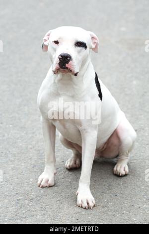 Un Pitbull American Stanford - animale domestico per cani adulti. Foto Stock