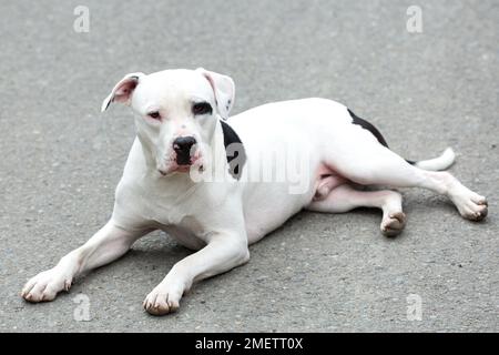 Un Pitbull American Stanford - animale domestico per cani adulti. Foto Stock