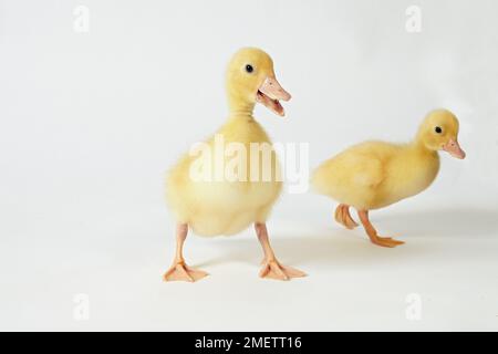 Chiama anatroccoli Foto Stock