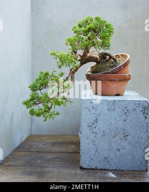 Ginepro cinese (Juniperus chinensis 'Itoigawa'), creando una cascata di ginepro, che collega i rami a cascata Foto Stock