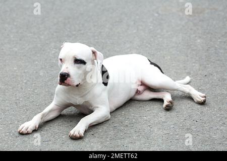 Un Pitbull American Stanford - animale domestico per cani adulti. Foto Stock