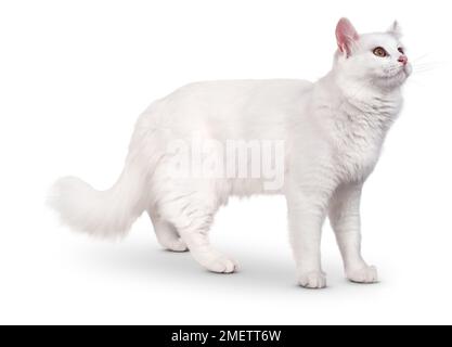 Turco Van semi longhair gatto Foto Stock