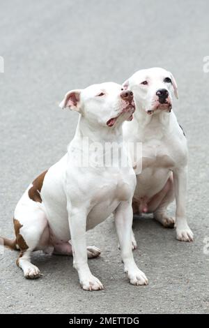 Due Pitbull American Stanford - Animali domestici con cani per adulti. Foto Stock