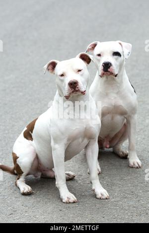 Due Pitbull American Stanford - Animali domestici con cani per adulti. Foto Stock