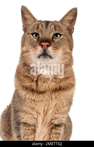 Pixiebob Shorthair Cat Foto Stock