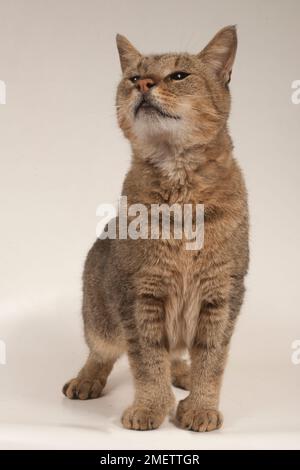 Pixiebob Shorthair Cat Foto Stock