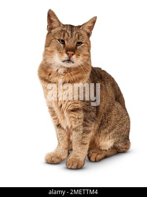 Pixiebob Shorthair Cat Foto Stock