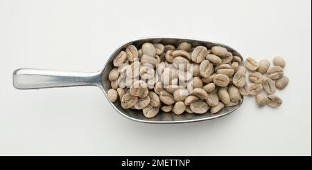 Thailandia, cucchiaio di caffè in grani di Peaberries arabica lavati Foto Stock
