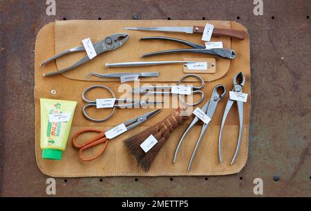 Attrezzi Bonsai, pinzette, pinze, forbici, taglierine, sigillante Foto  stock - Alamy