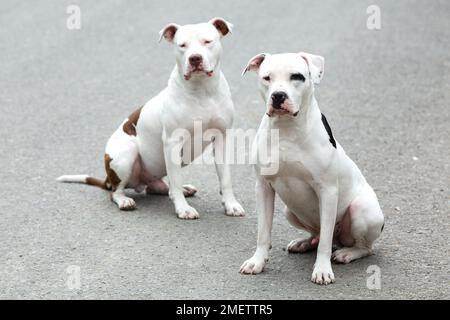 Due Pitbull American Stanford - Animali domestici con cani per adulti. Foto Stock