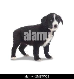 Bianco e nero sheepdog cucciolo, 7 settimane Foto Stock