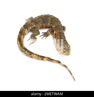 Coccodrillo cinese lizard (Shinisaurus crocodilurus) Foto Stock