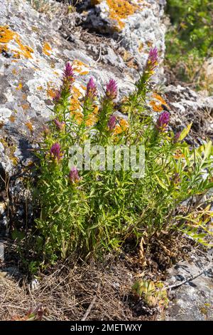 L'arvense di Melampyrum, comunemente noto come grano di vacca da campo, è una pianta erbacea fiorita del genere Melampyrum della famiglia delle Orobanchaceae. Foto Stock