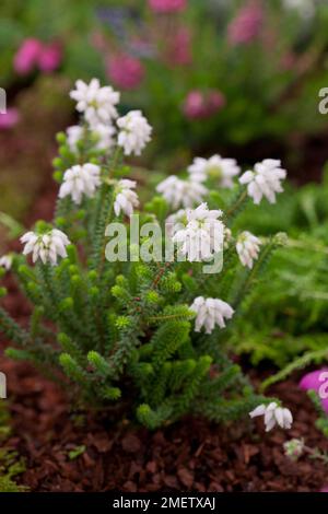 Erica mackiana "luce brillante" Foto Stock