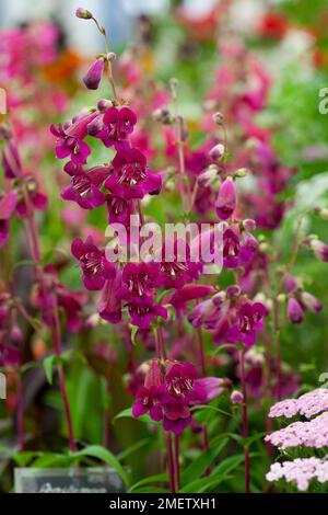 Penstemon Pensham "prugna Jerkum" Foto Stock