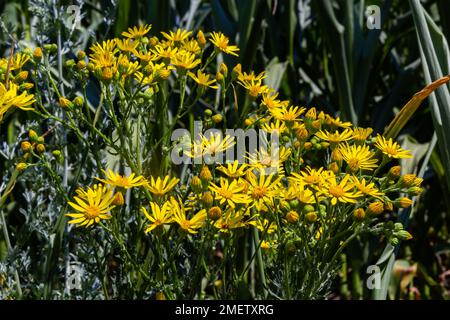 Piante fiorite gialle di Ragwort, Jacobaea vulgaris mattina presto nella giornata di sole con cielo blu in primo piano stagione estiva. Foto Stock