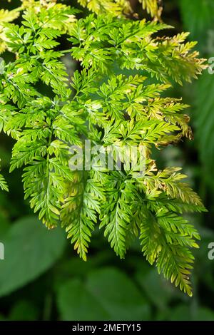 Foglie verdi di una pianta Conium maculatum al sole in macro autunnali, vista dall'alto, texture. Foto Stock