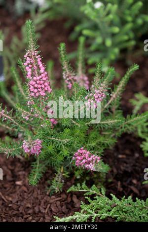 Erica vagans 'Keira' Foto Stock