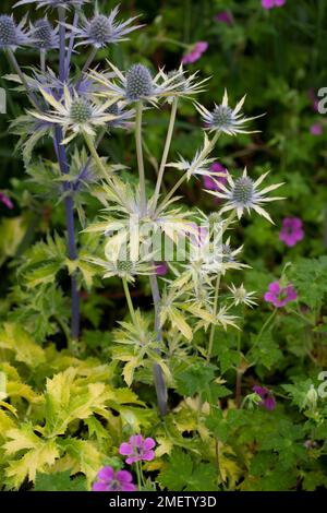 Eryngium "Neptunes Gold" Foto Stock