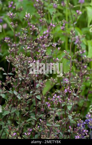 Origanum laevigatum 'Hopleys' Foto Stock