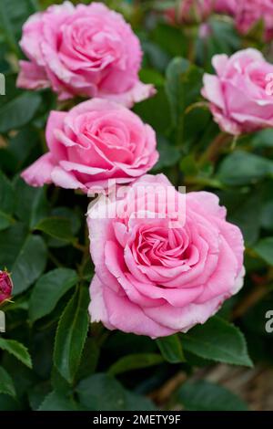 Rosa "celebrando la vita" Foto Stock