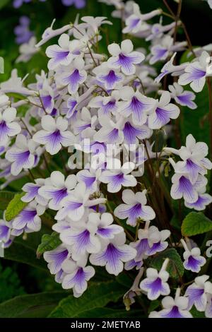 Streptocarpus 'Crystal Ice' Foto Stock