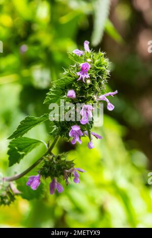 Ortica sorda che fiorisce in una foresta, Lamium purpurpureum. Primavera fiori viola con foglie primo piano. Foto Stock