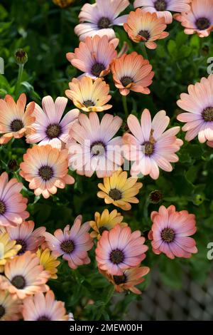 Osteospermum Serenity 'Peach Magic' Foto Stock