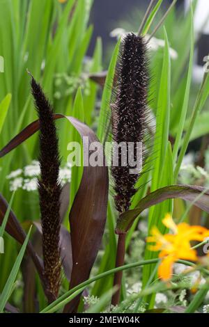 Pennisetum glaucum 'Barone viola' Foto Stock