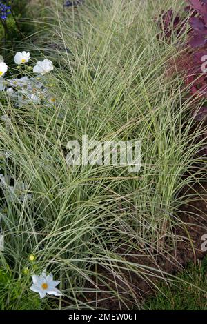 Stipa arundinacia NON SONO SICURO Foto Stock