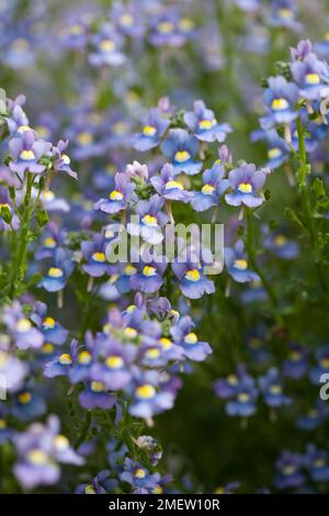 Nemesia aromatico Cielo Blu Foto Stock