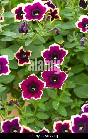 Petunia Cascadia 'bordo Magenta' Foto Stock