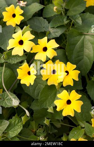 Thunbergia alata 'Lemon' Foto Stock