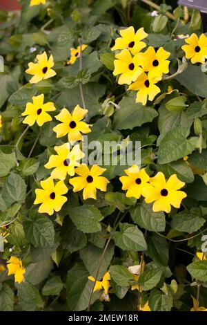 Thunbergia alata 'Lemon' Foto Stock