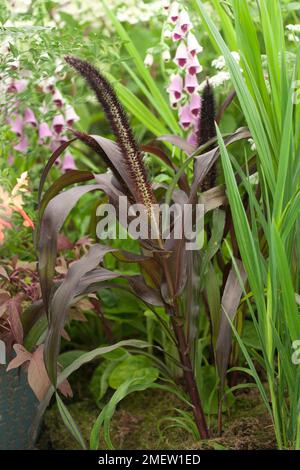 Pennisetum glaucum 'Barone viola' Foto Stock