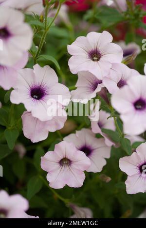 Petunia   atkinsiana 'Tidal Wave Silver' Foto Stock