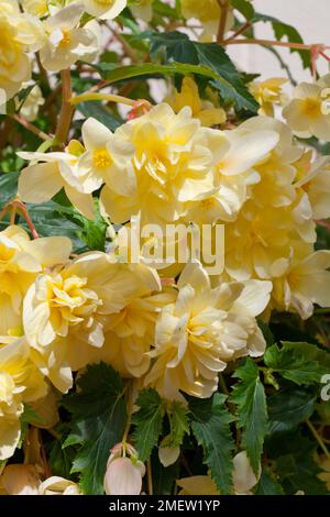 Crema alla vaniglia Begonia SuperCascade Foto Stock