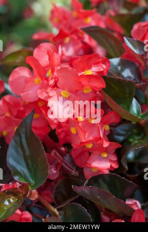 Begonia Whopper foglia di bronzo rosso Foto Stock