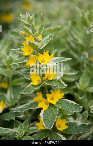 Lysimachia punctata "Alexander" Foto Stock