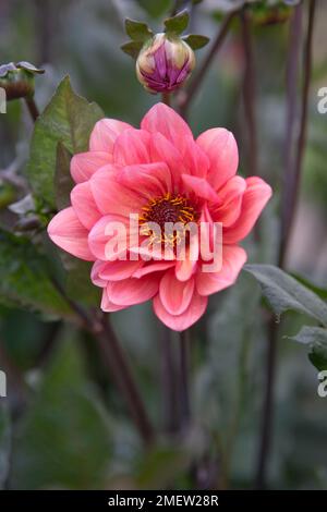 Dahlia 'Classic Poeme' Foto Stock