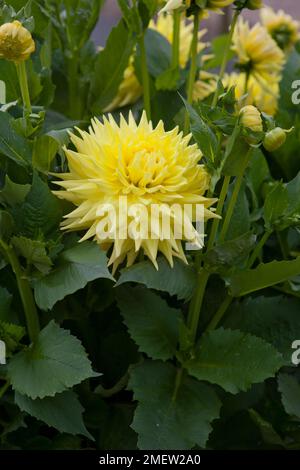 Dahlia "Trooper Dan" Foto Stock